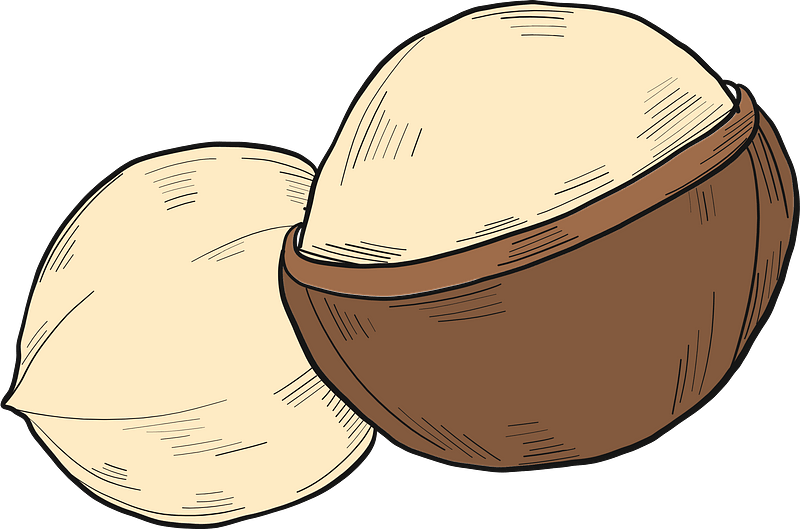 Macadamia Clipart - Squash - Png Download (800x529), Png Download
