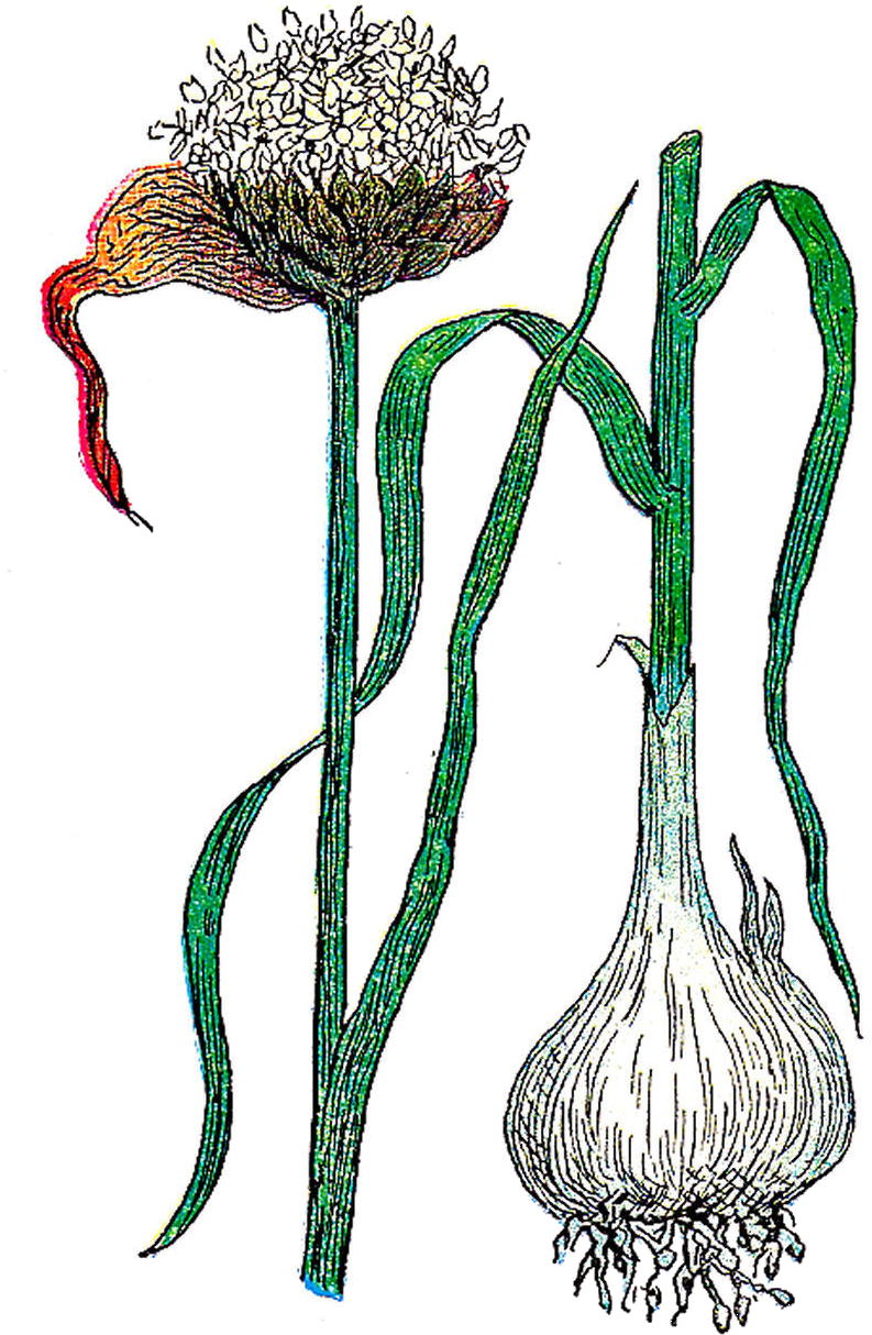 Free Botanical Graphic - Garlic Botanical Drawing Clipart (1073x1519), Png Download