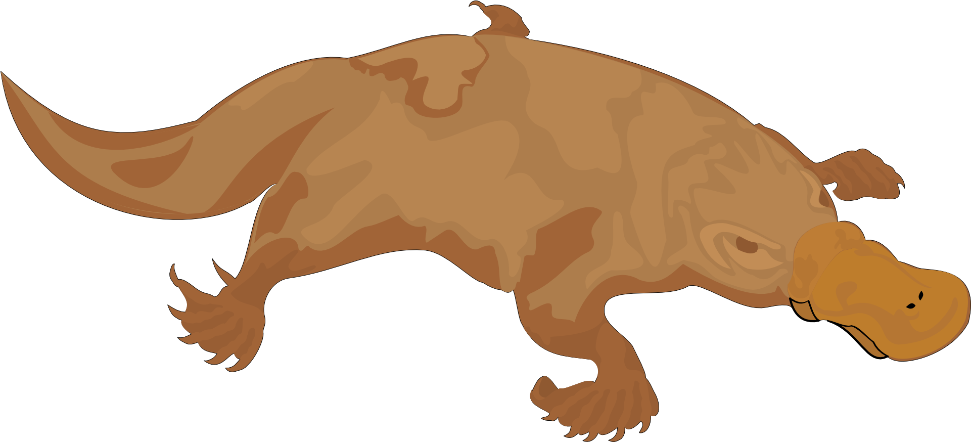Perry The Platypus Brown Colour Clipart (1920x960), Png Download