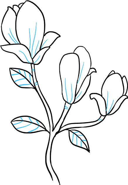How To Draw Magnolia Flower - Magnolia Flower Drawing Easy Clipart (680x678), Png Download