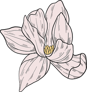 White Magnolia Flower Clipart - Lily - Png Download (285x300), Png Download