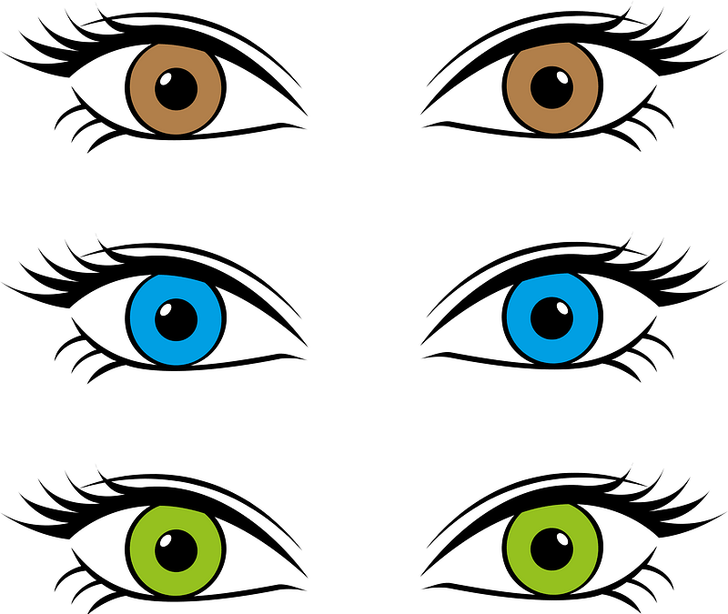 Eyes 1185176 Clipart - Eye Color Clipart - Png Download (800x675), Png Download