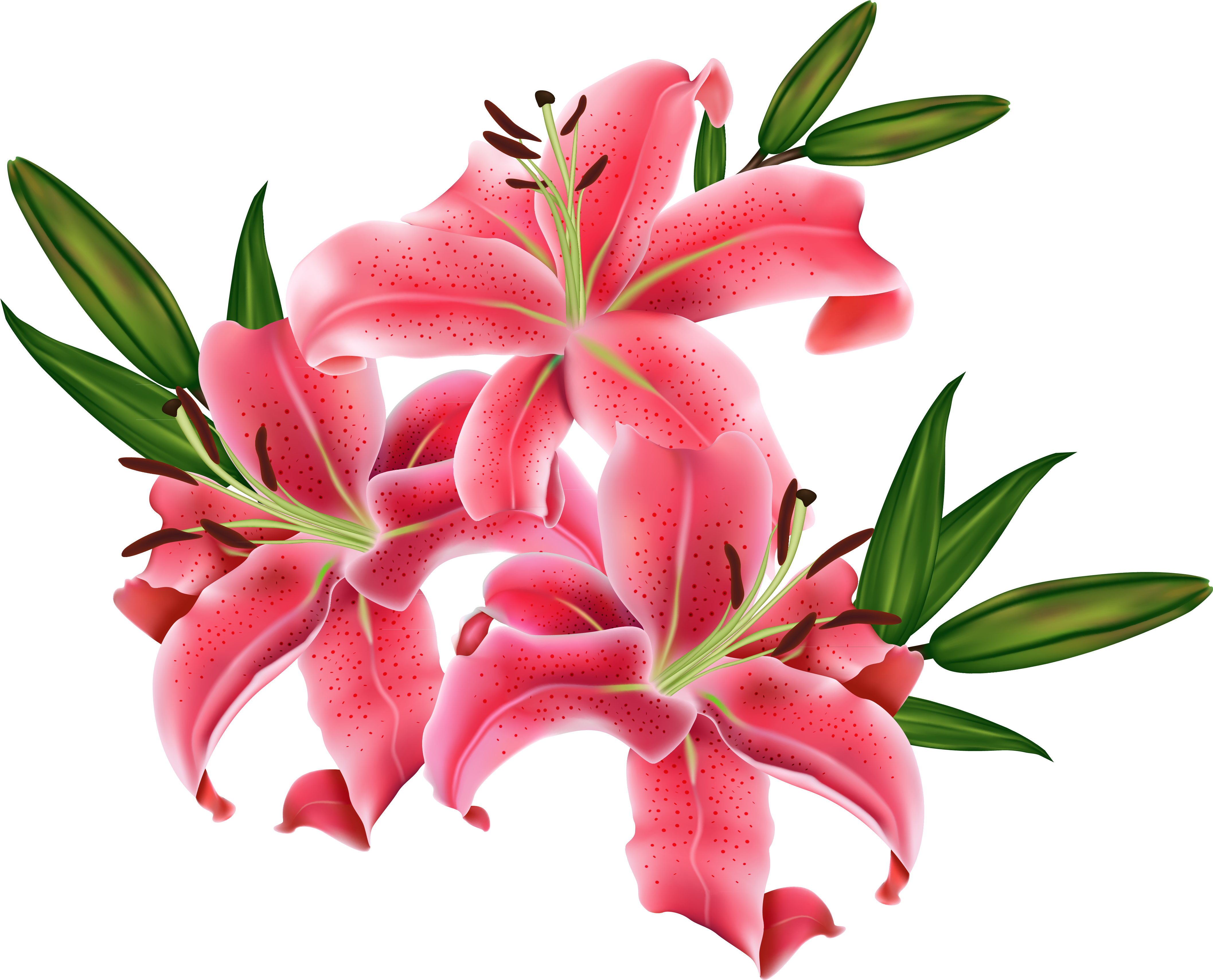 Stargazer Lily Transparent Background Clipart (4542x3665), Png Download