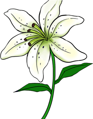Easy Drawing Of Lily Clipart (640x480), Png Download