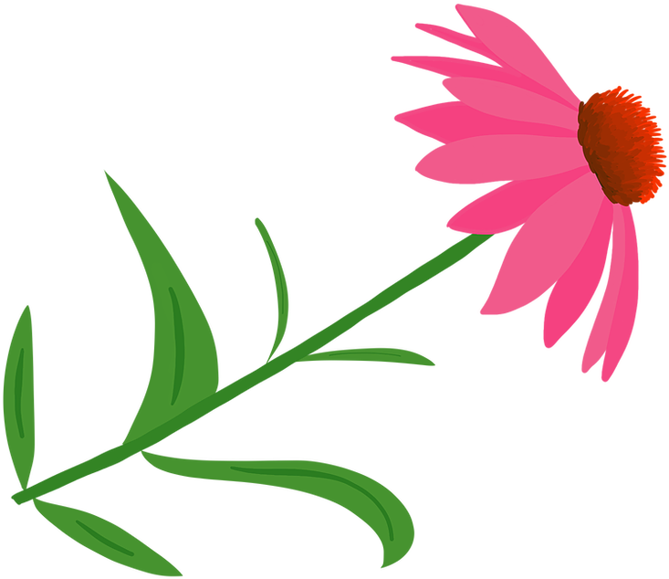 Marguerite Daisy Clipart (1000x750), Png Download