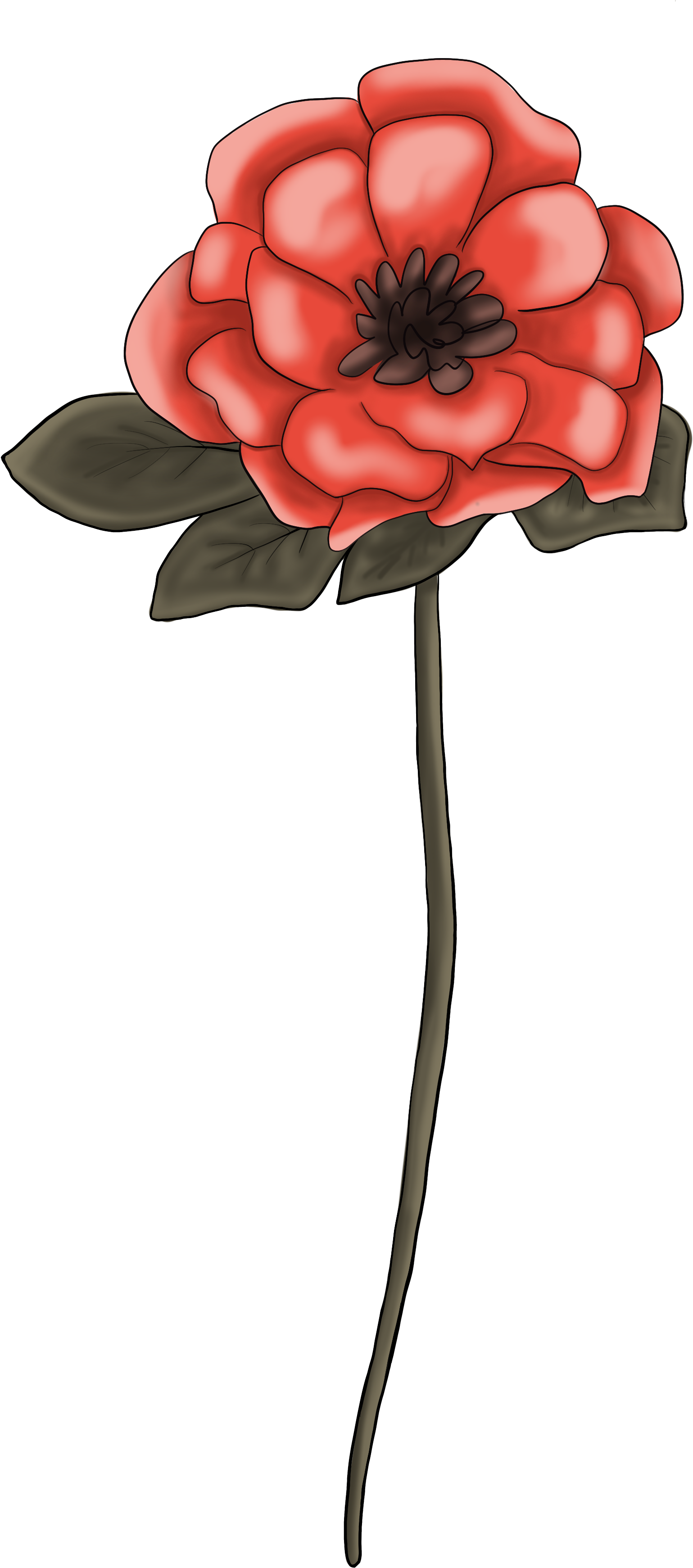 Japanese Camellia Clipart (1608x3600), Png Download