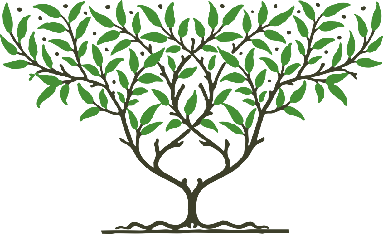 Botany,plant,flower - Fruit Tree Clipart (1228x750), Png Download