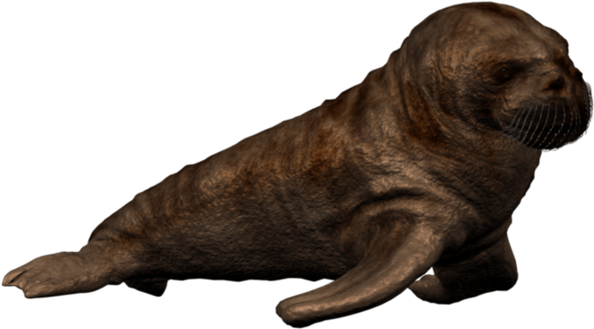 Walrus - Walrus Transparent Background Clipart (800x816), Png Download