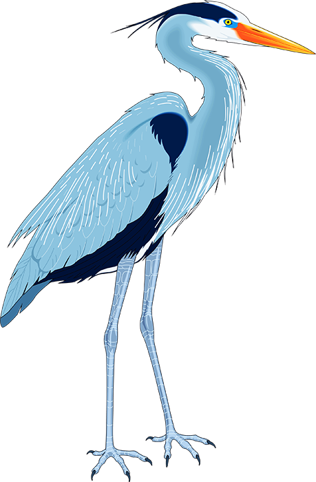 Great Blue Heron Drawing Clip Art - Blue Heron Clip Art - Png Download