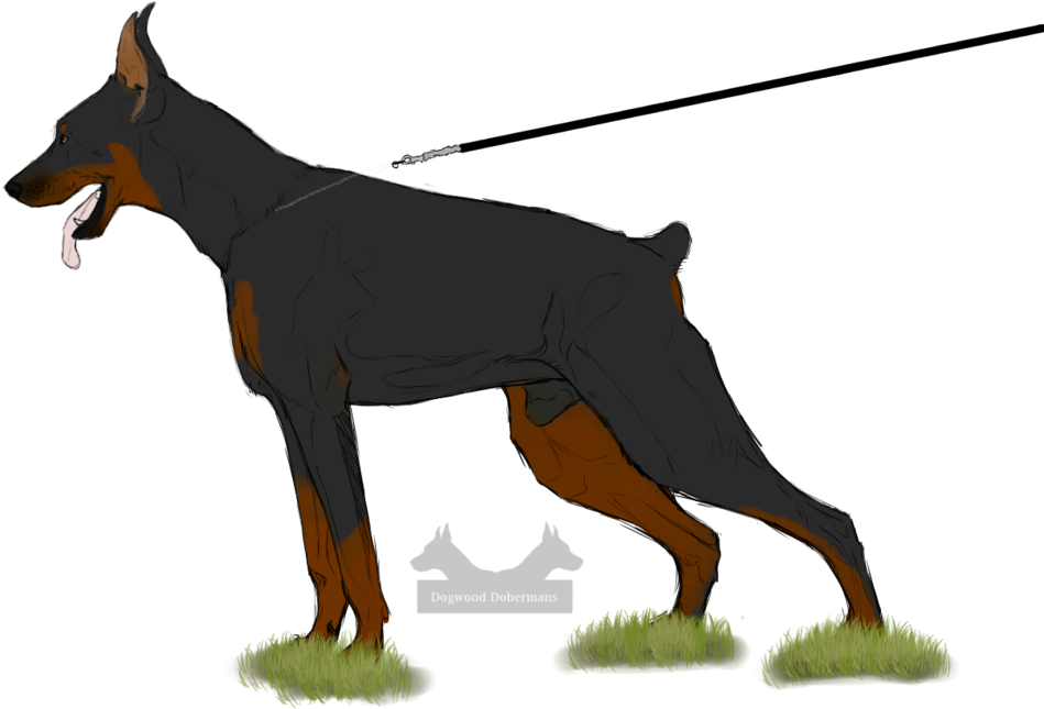 Collection Of Free Doberman Drawing Front Download - Drawing Clipart (1024x772), Png Download