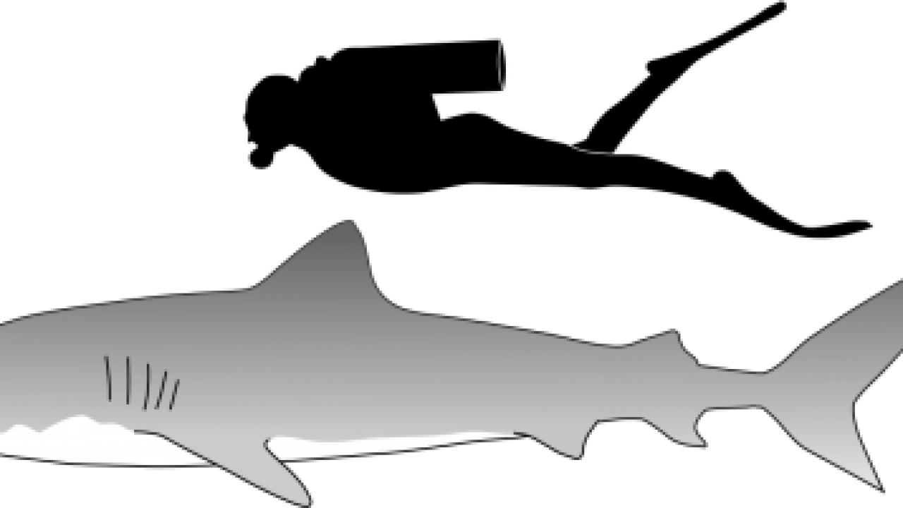 Great White Shark Vs Sandtiger Shark Clipart (1280x720), Png Download