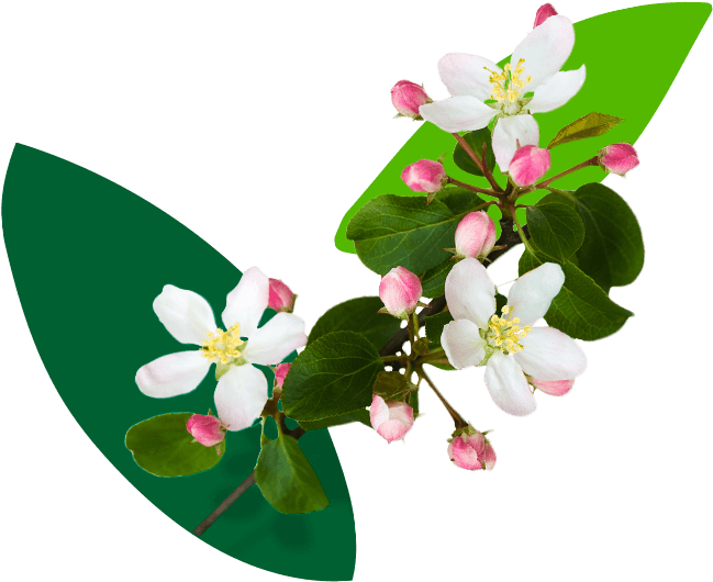 The Trees - Jasmine Clipart (791x664), Png Download