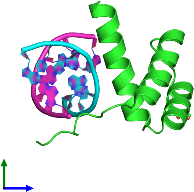 Pax 1 Protein Structure Clipart (800x800), Png Download
