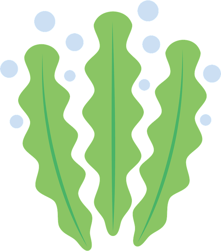 Seaweed Clipart - Graphics - Png Download (704x800), Png Download