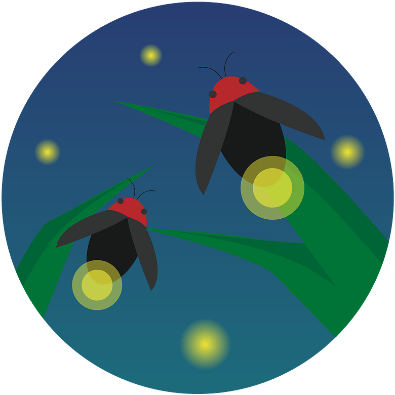 Firefly Insect Clipart - Illustration - Png Download (800x787), Png Download
