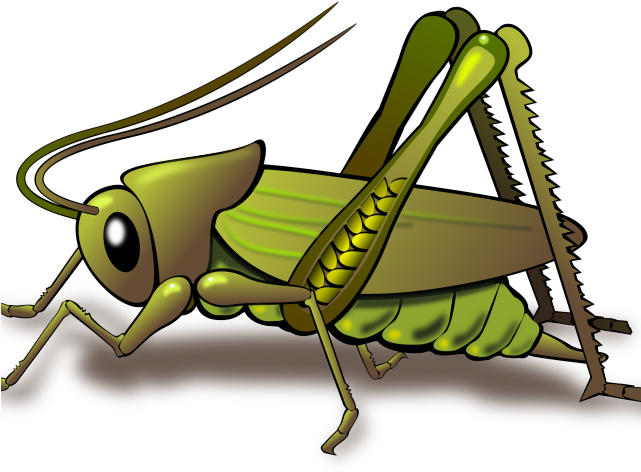 Grasshopper Insect Clip Art - Png Download (640x480), Png Download