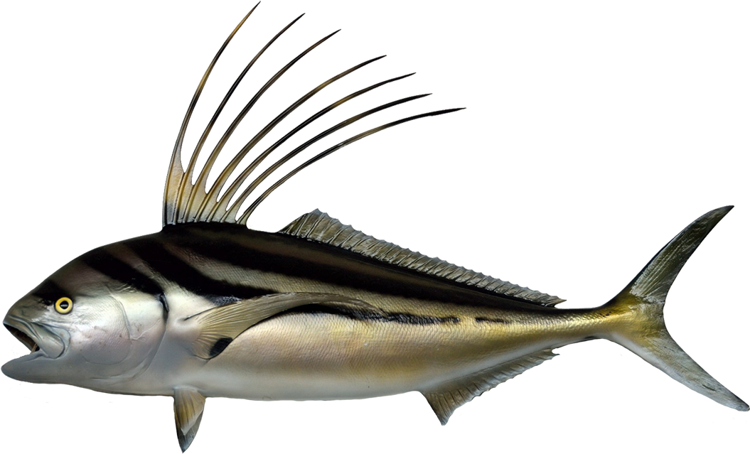 Roosterfish Clipart - Roosterfish Png Transparent Png (1181x742), Png Download
