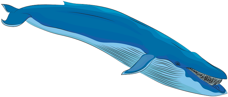 Blue Whale Clipart - Blue Whale - Png Download (800x457), Png Download