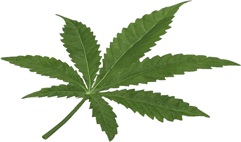 Cannabis Leaf Png Clipart Background - Marijuana 3d Obj Free Transparent Png (820x526), Png Download