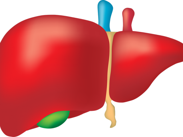 Transparent Small Intestine Clipart - World Hepatitis Day Theme 2018 - Png Download (640x480), Png Download