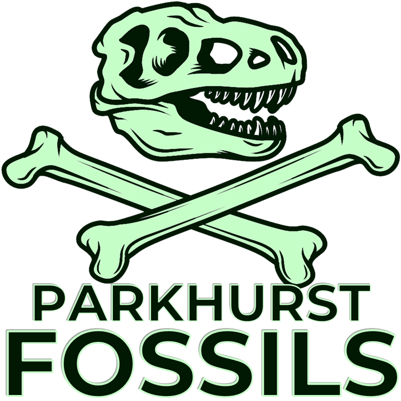 Picture - Dinosaur Logo Free Royalty Free Clipart (800x800), Png Download