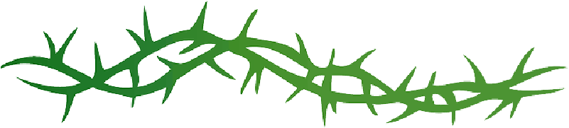 Thorns, Pointed, Spine, Arbor, Spike, Prickle, Vine - Thorns Clipart - Png Download (800x400), Png Download