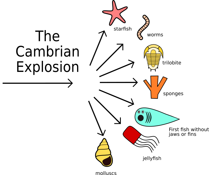 Cambrian Explosion Png Clipart (716x599), Png Download