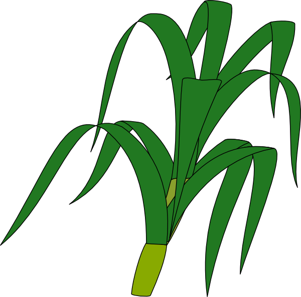 Corn Plant Silhouette Clip Art Vector Online Royalty - Stalk Clipart - Png Download (600x593), Png Download
