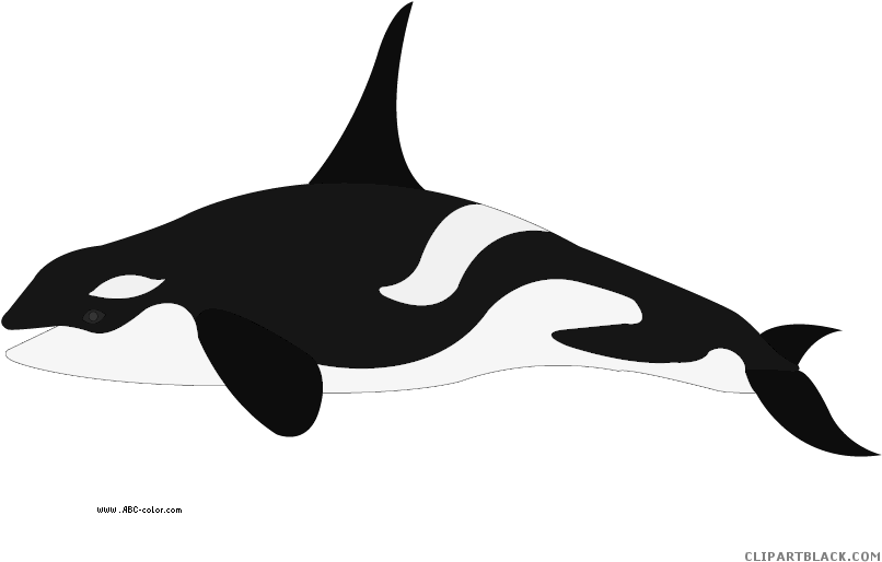 Orca Transparent Color - Whale Para Colorear Clipart (822x567), Png Download