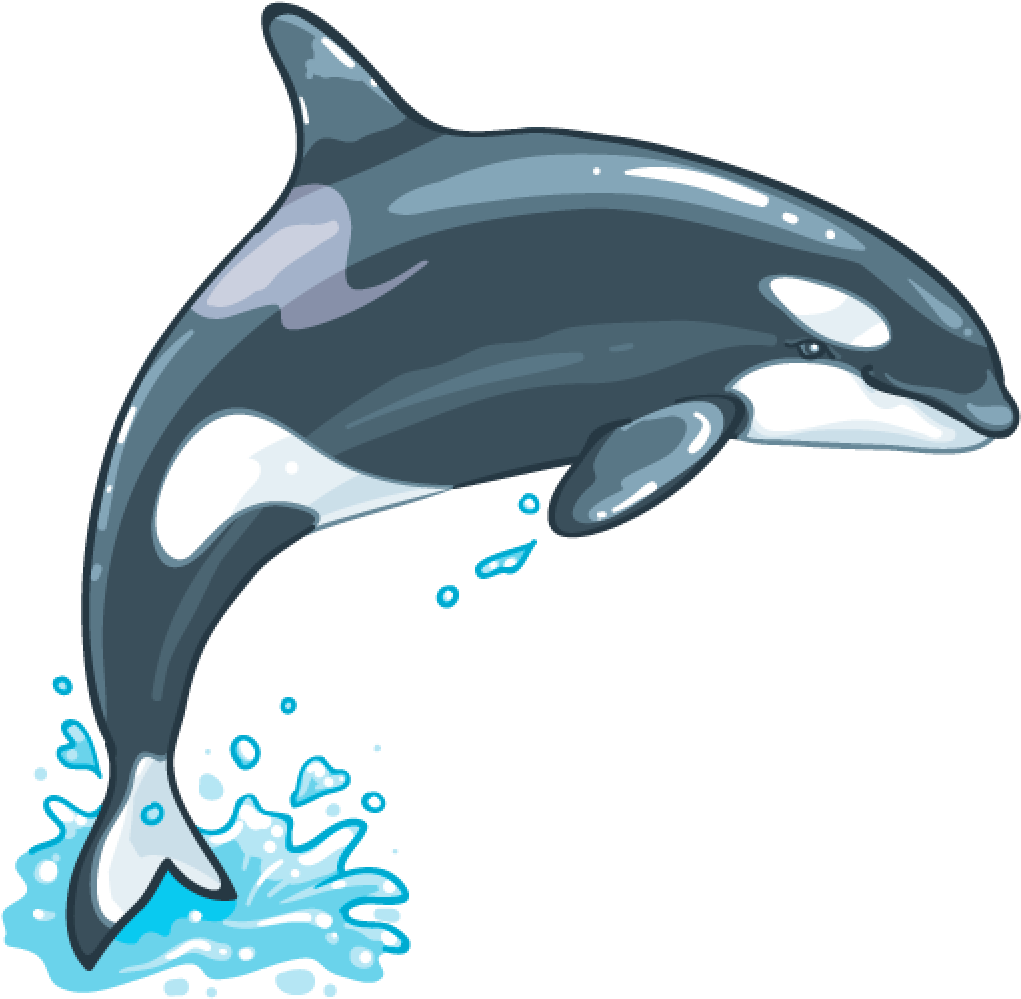Whale Png Clipart (1024x1024), Png Download