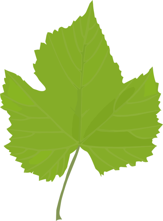 Plant,leaf,tree - Clip Art Grape Leaf - Png Download (552x750), Png Download