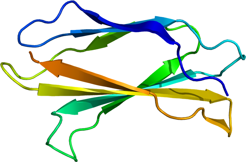 Protein Tnc Pdb 1ten - Tenascina C Clipart (886x601), Png Download