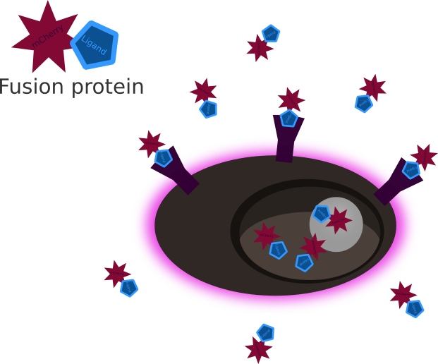 Clip Art - Png Download (621x516), Png Download