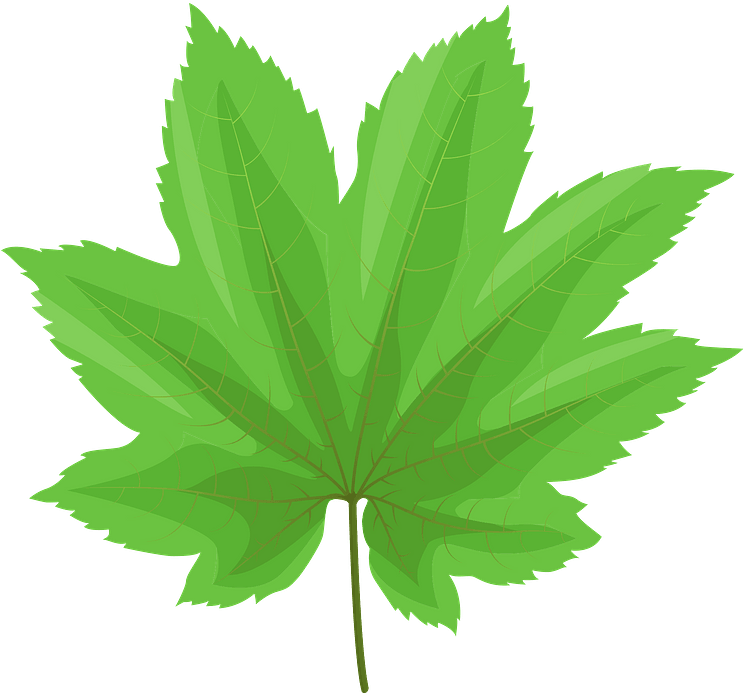 Vine Maple Green Leaf Clipart - Vine Maple - Png Download (800x800), Png Download