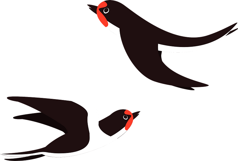Swallow Birds Clipart - Swallow - Png Download (800x541), Png Download