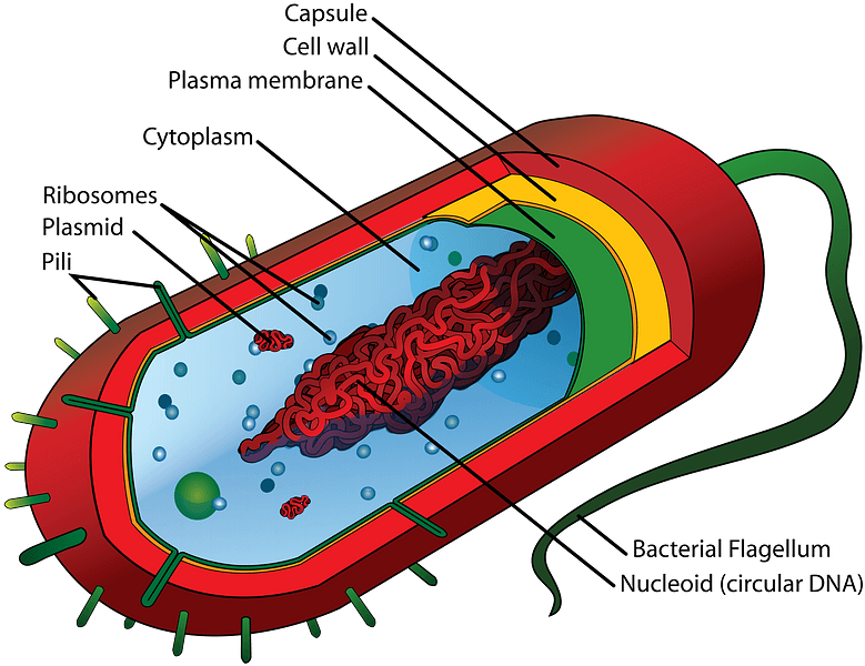 Average Prokaryote Cell En Clipart - Prokaryotic Cell Structure - Png