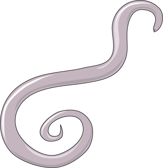 Ascaris Png Clipart (571x590), Png Download