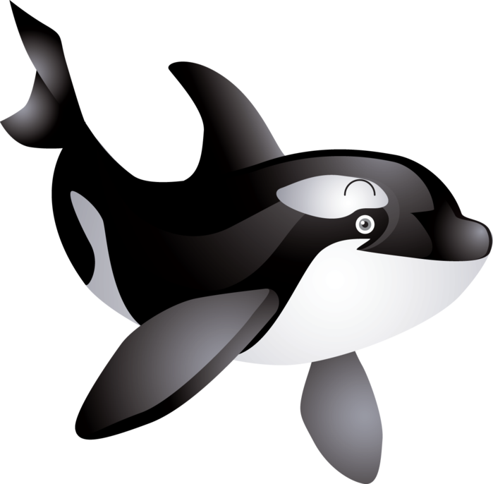 The Killer Whale Cetacea Humpback Whale Clip Art - Cute Killer Whale Clipart - Png Download (699x686), Png Download
