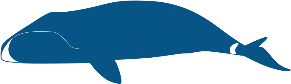 Whale Clipart (1024x576), Png Download