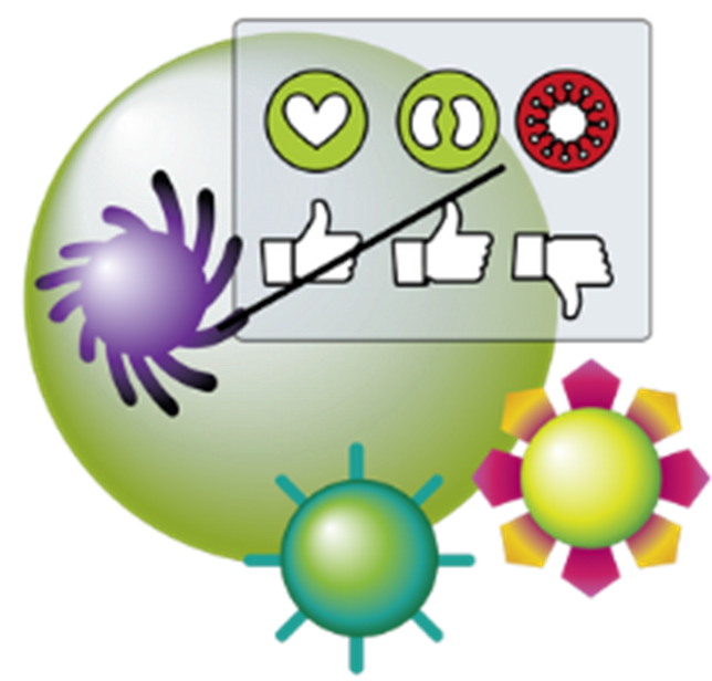 How Does The Work - Ancora Decoração Clipart (678x636), Png Download