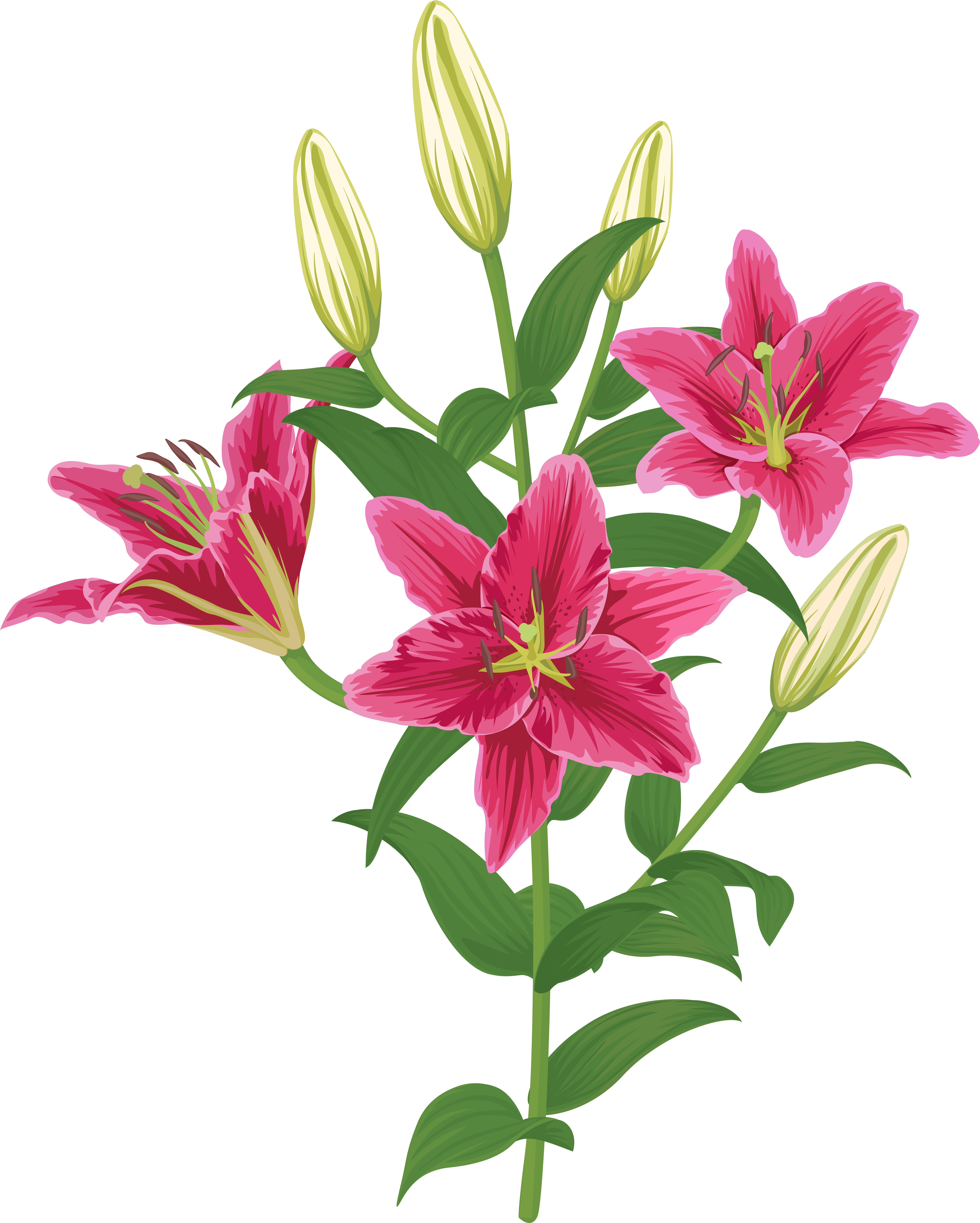 Lily Lilium Female Liliaceae Flower Clipart (6438x8000), Png Download