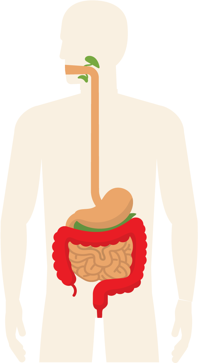 Clip Art - Png Download (687x1227), Png Download