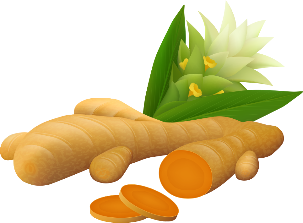 Download Ginger Vector Spice Turmeric Vector Clipart (5672403