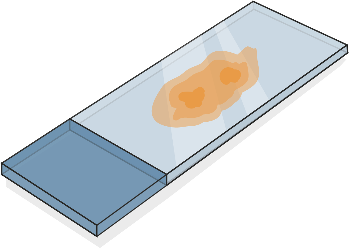 Download 5 Micron Section Ffpe Tissue Tissue Sample On Slide Clipart