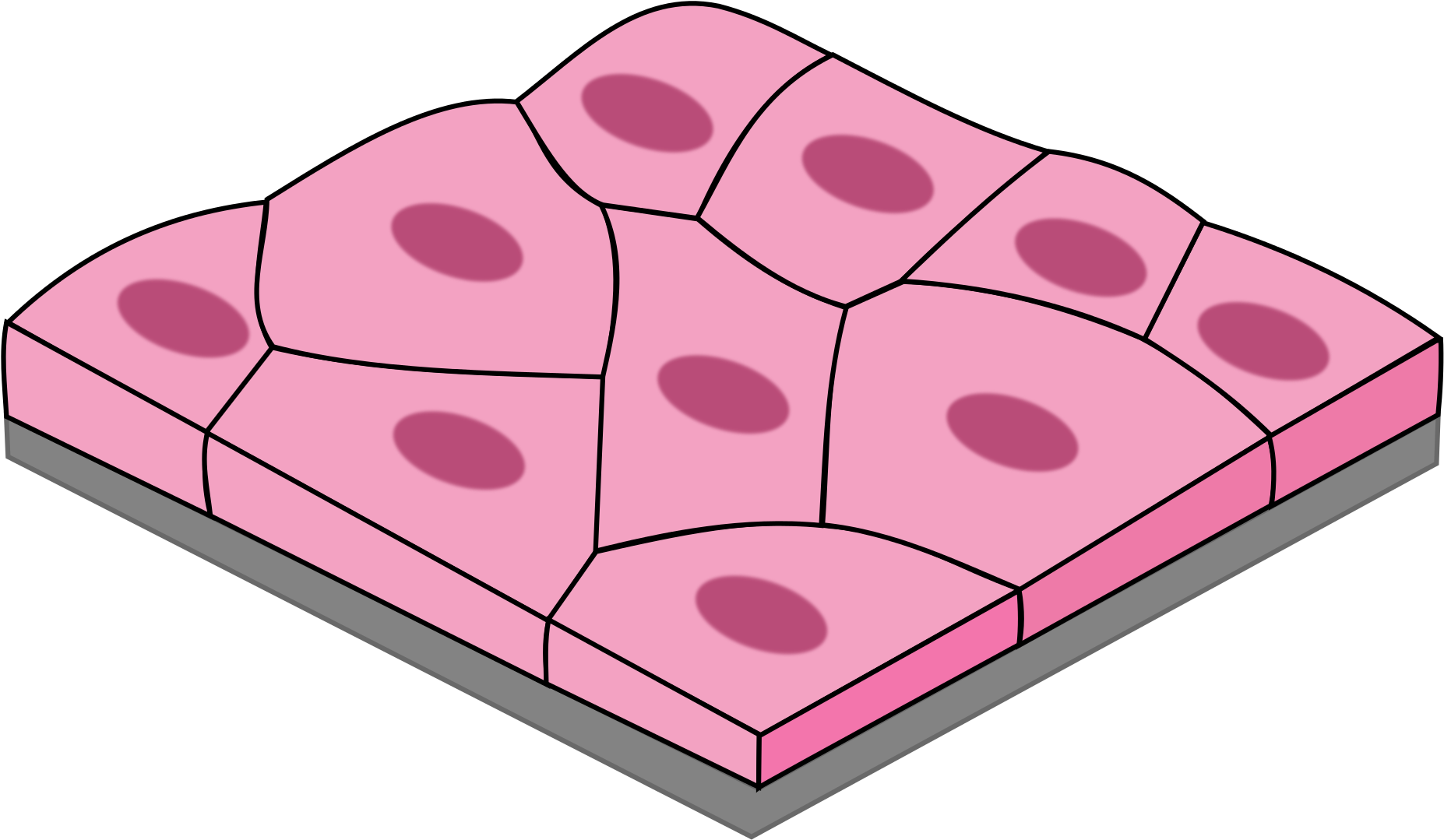 Download Transparent Body Tissues Clipart Squamous Epithelium Png