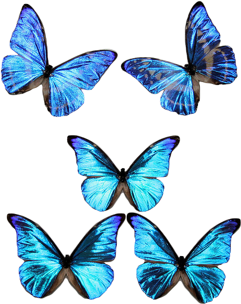 Blue Transparent Butterflies Clipart (511x640), Png Download