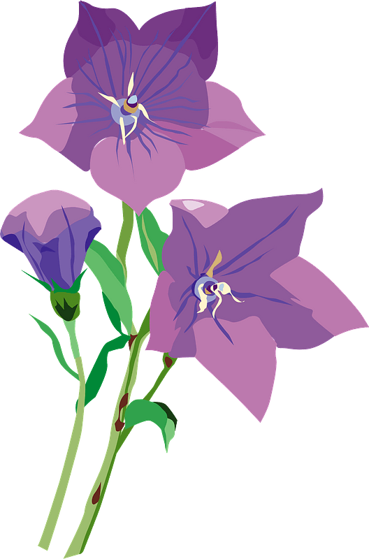 Japanese Bellflower Clipart - Gentiana - Png Download (528x800), Png Download