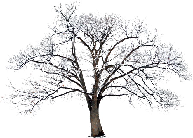 Bible Photography Winter - Transparent Background Winter Tree Clipart - Png Download (800x800), Png Download
