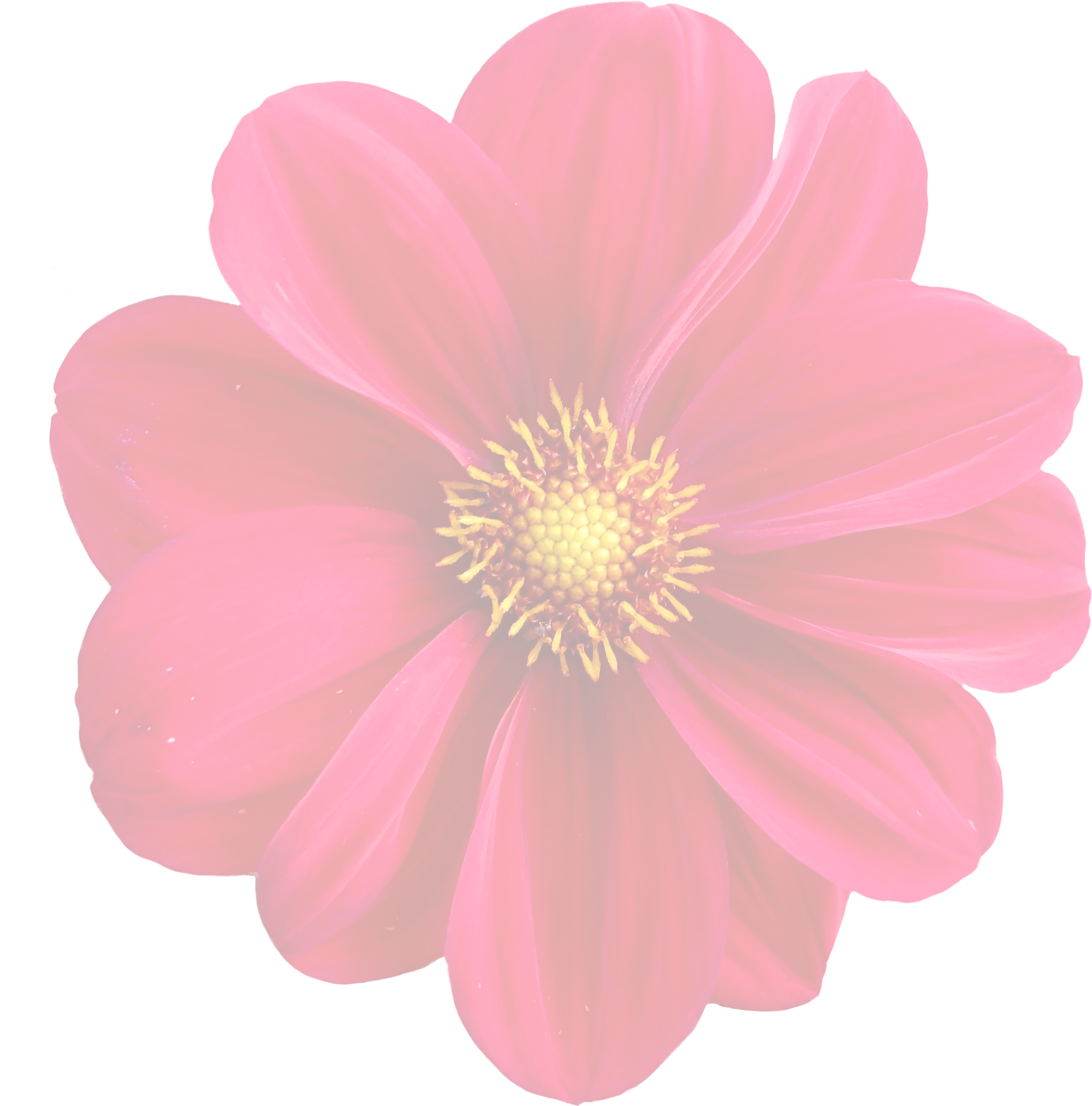 Dahlia Flower Plant Clip Art - Dahlia - Png Download (2393x2423), Png Download