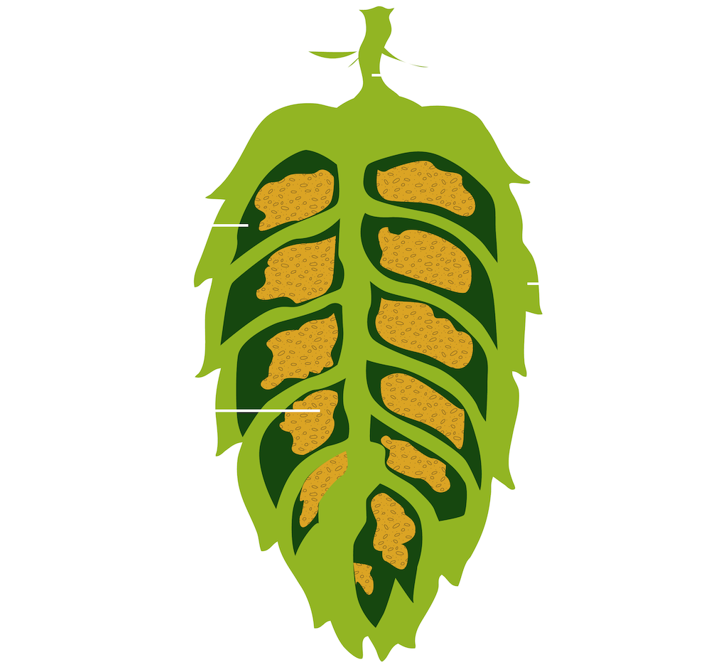 Hop Structure Clipart (1000x1000), Png Download